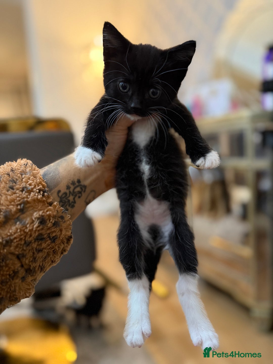 Mixed Breed cats for sale: 2 female kittens ready 14th October  - Image 2