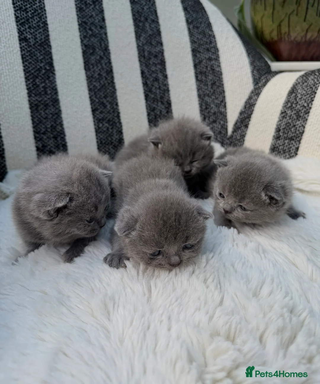 British Shorthair cats for sale: British Shorthair 💝 - Advert 4