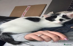 Mixed Breed cats for sale: Milo & willow  - Image 5