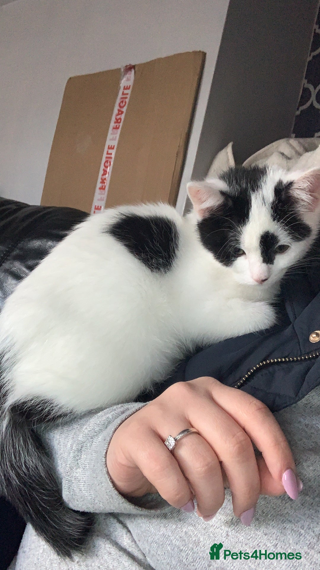 Mixed Breed cats for sale: Milo & willow  - Image 5
