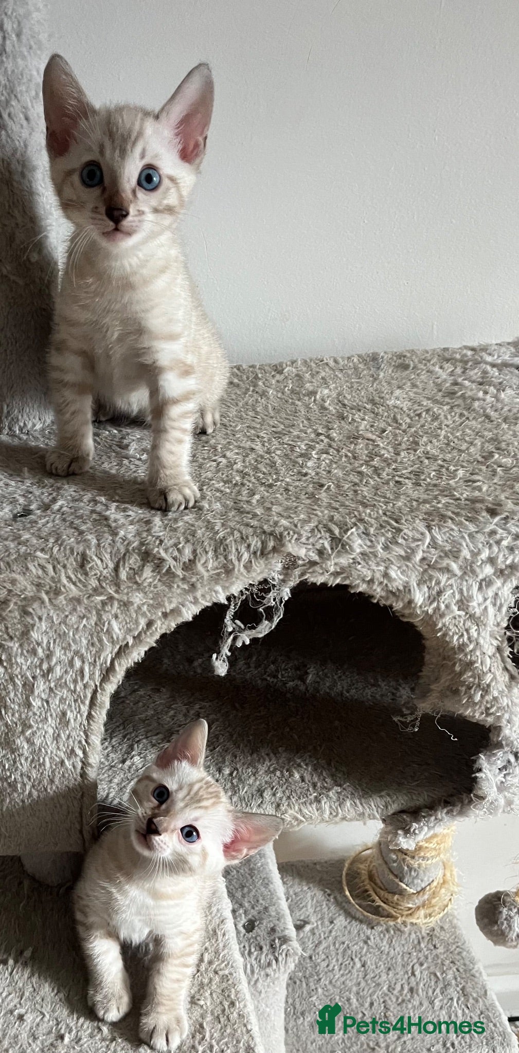 Bengal cats Two Stunning Snow Lynx Bengal Boys 🐾💙 - Advert 1