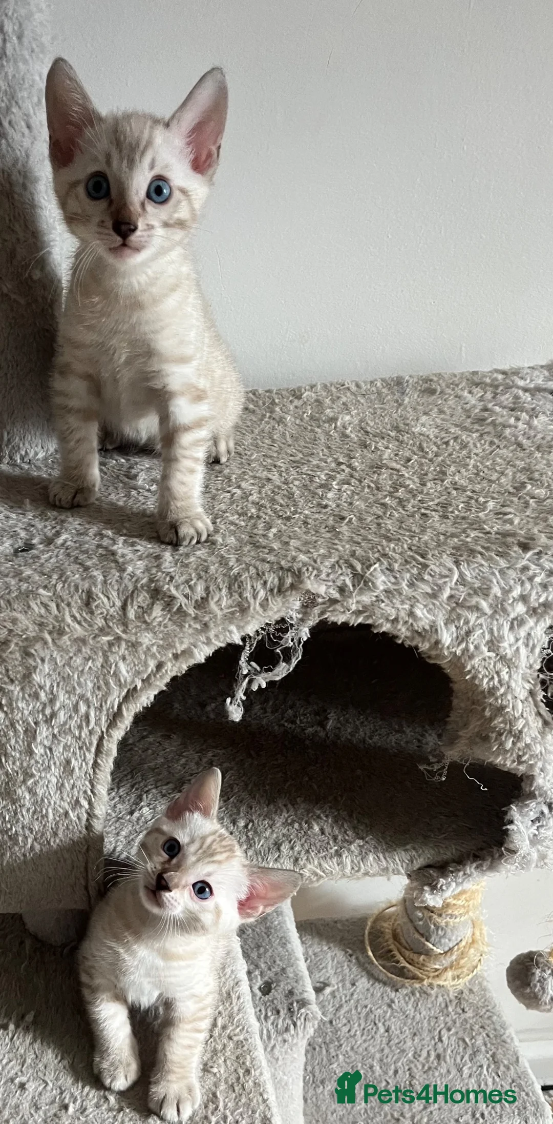 Bengal cats for sale: Two Stunning Snow Lynx Bengal Boys 🐾💙 - Advert 1