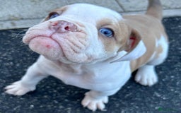Olde English Bulldogge dogs for sale: 8 OLDE ENGLISH BULLDOG PUPS FOR SALE - Image 1