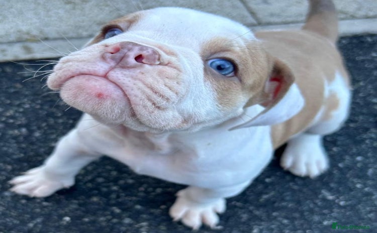 Olde English Bulldogge dogs - Advert 1