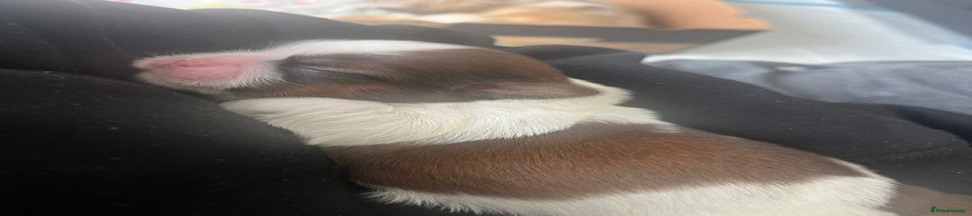 Shih Tzu Puppy 1