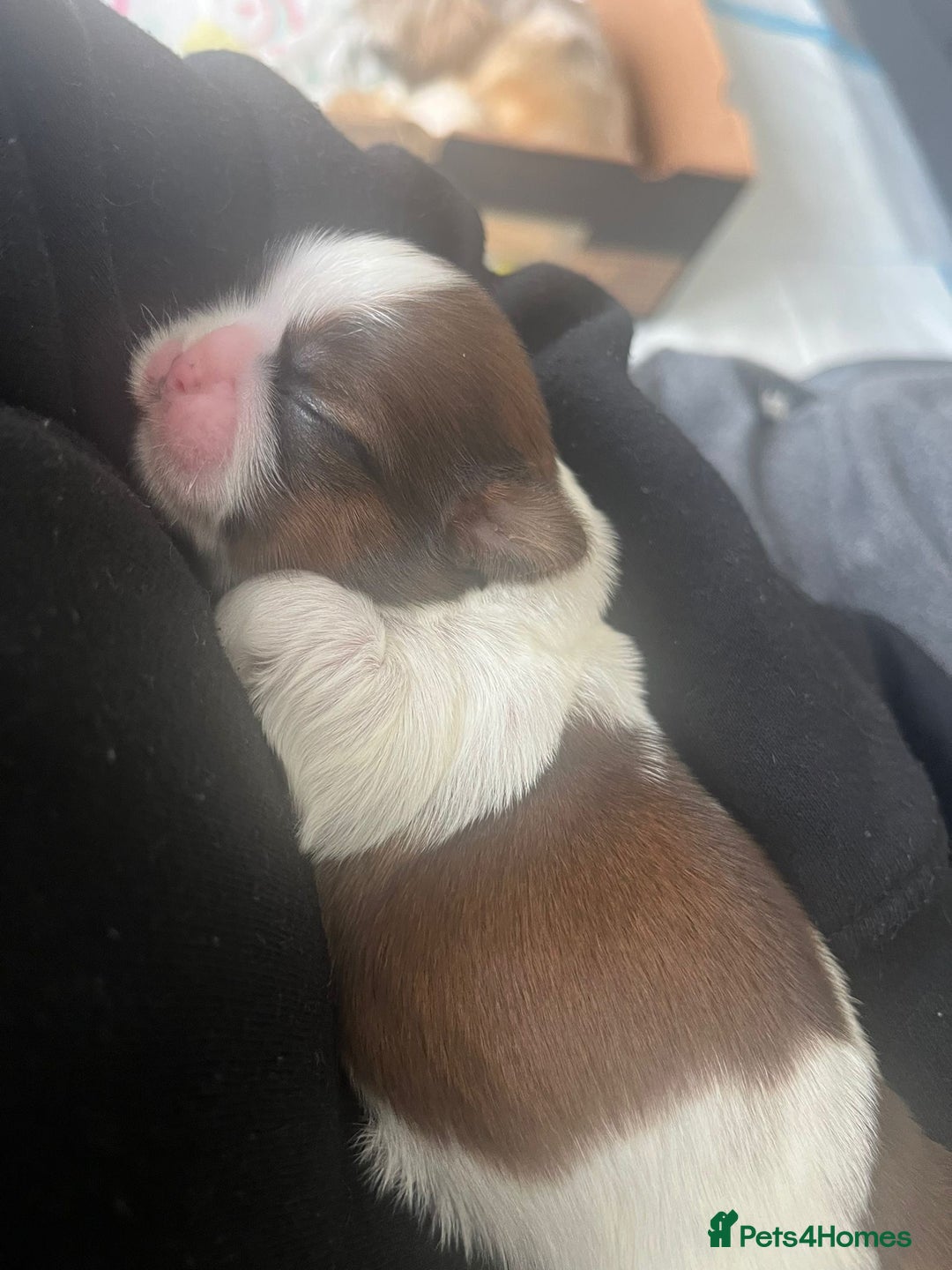 Shih Tzu dogs for sale: Beautiful Shih Tzu Pups - Image 4