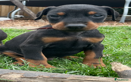 Dobermann dogs for sale: Doberman pups - Advert 26