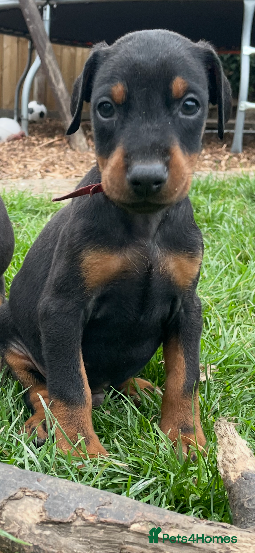 Dobermann dogs for sale: Doberman pups - Advert 26