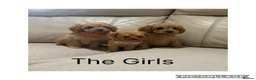 Cavapoo dogs for sale: Beautiful F1 Cavapoo Puppies  - Advert 7
