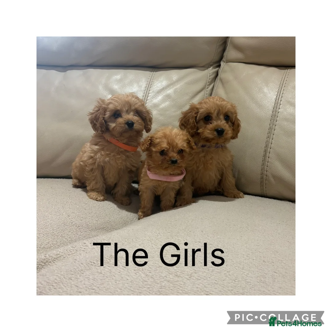 Cavapoo dogs for sale: Beautiful F1 Cavapoo Puppies  - Advert 7