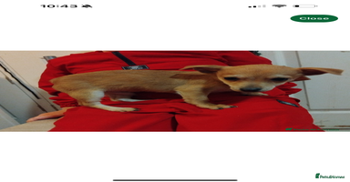 Mixed Breed dogs Small Chihuahua mixed - Advert 5