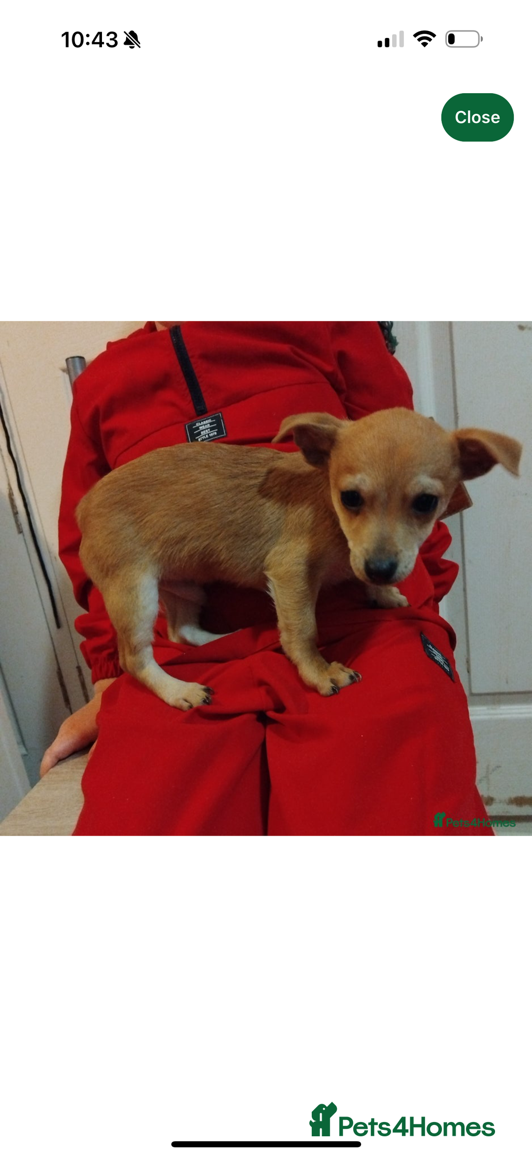 Mixed Breed dogs for sale: Small Chihuahua mixed - Advert 2