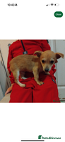 Mixed Breed dogs Small Chihuahua mixed - Advert 5