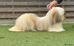 Lhasa Apso dogs for sale: Male Lhasa Apso puppy  - Image 11