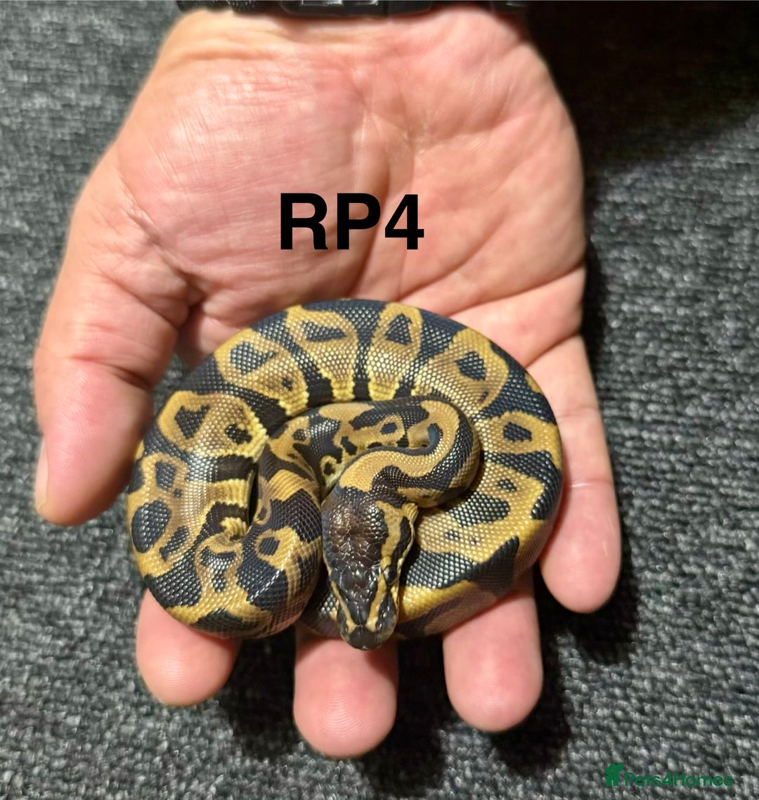 Python Snake reptiles for sale: Baby royal pythons - Advert 6