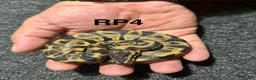 Python Snake reptiles for sale: Baby royal pythons - Advert 6
