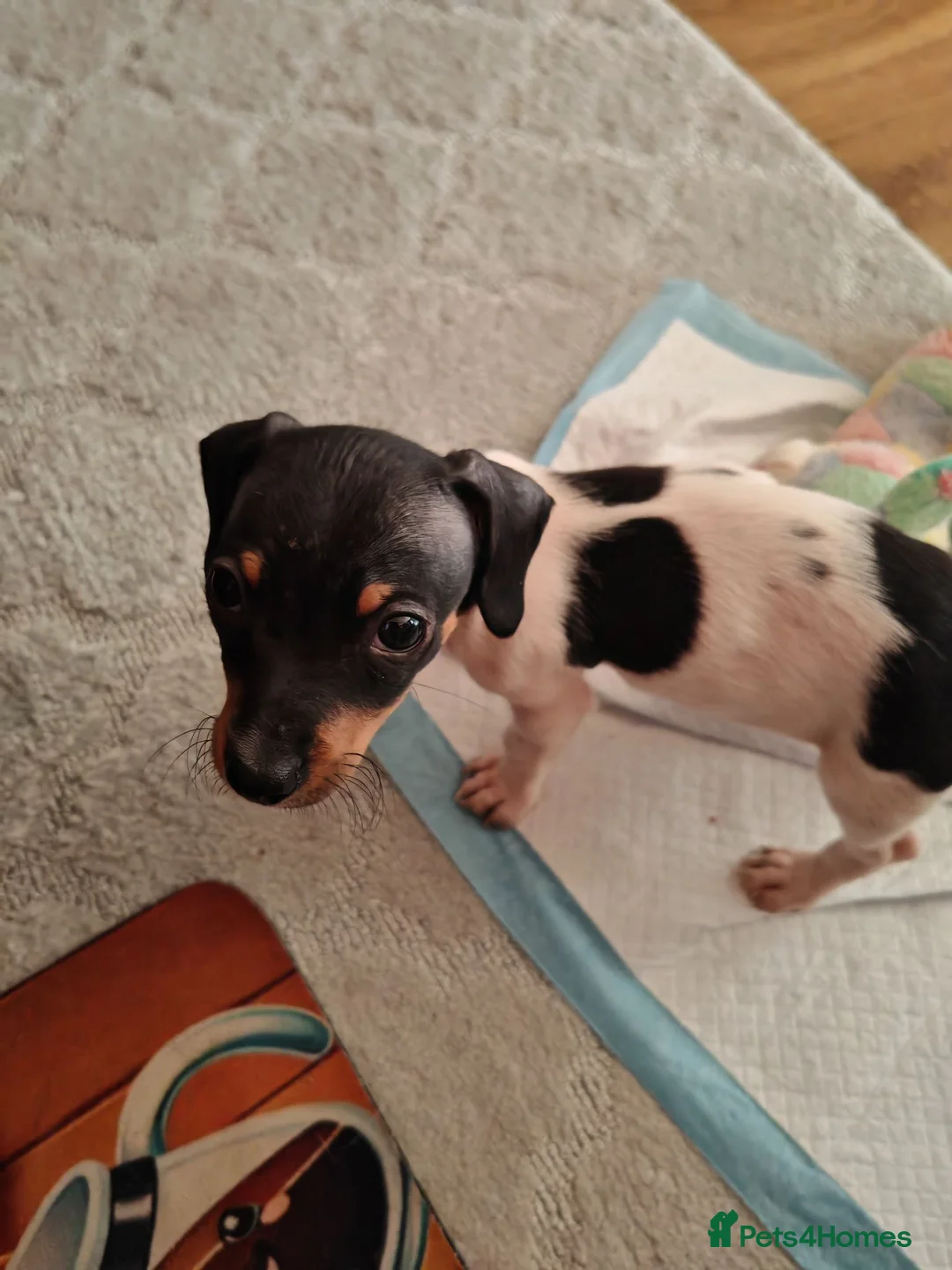 Jack Russell dogs for sale: Jack Russell terrier puppy  in Deal - Advert 4