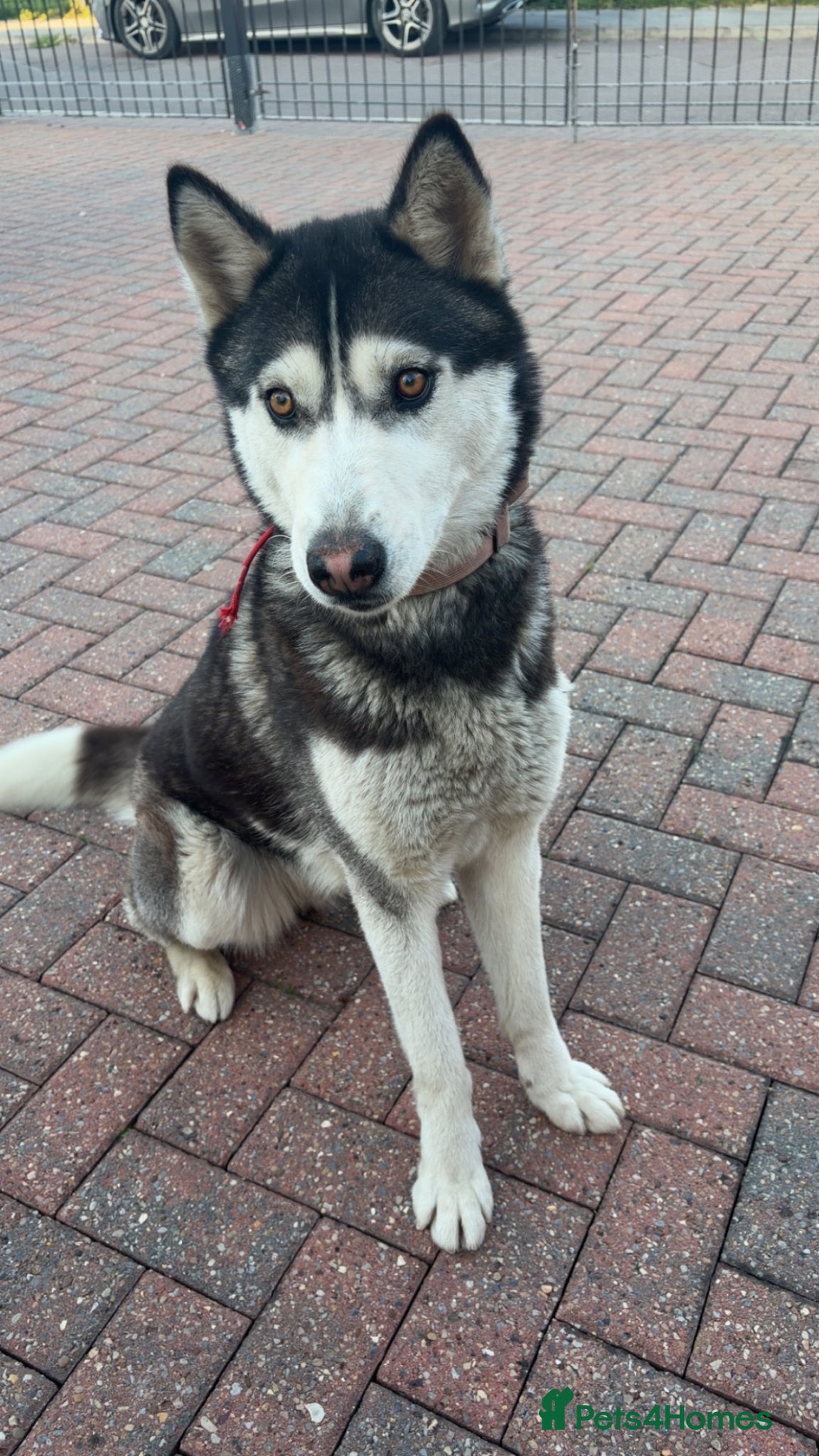 Siberian Husky dogs Siberian husky girl 14 month old  - Advert 10