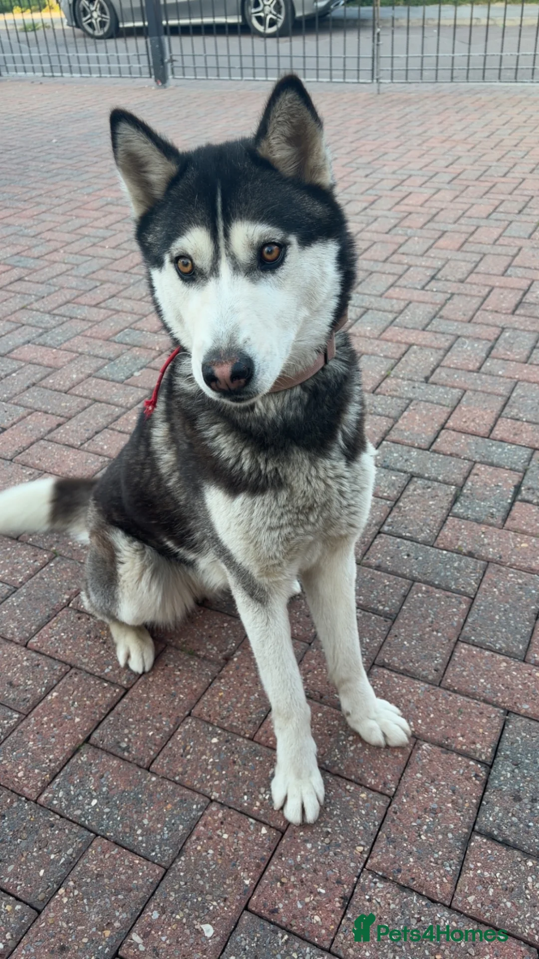 Siberian Husky dogs for sale: Siberian husky girl 14 month old  - Advert 1