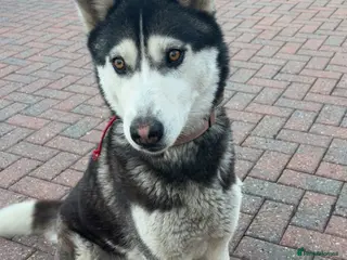 Siberian Husky dogs Siberian husky girl 14 month old - Advert 6