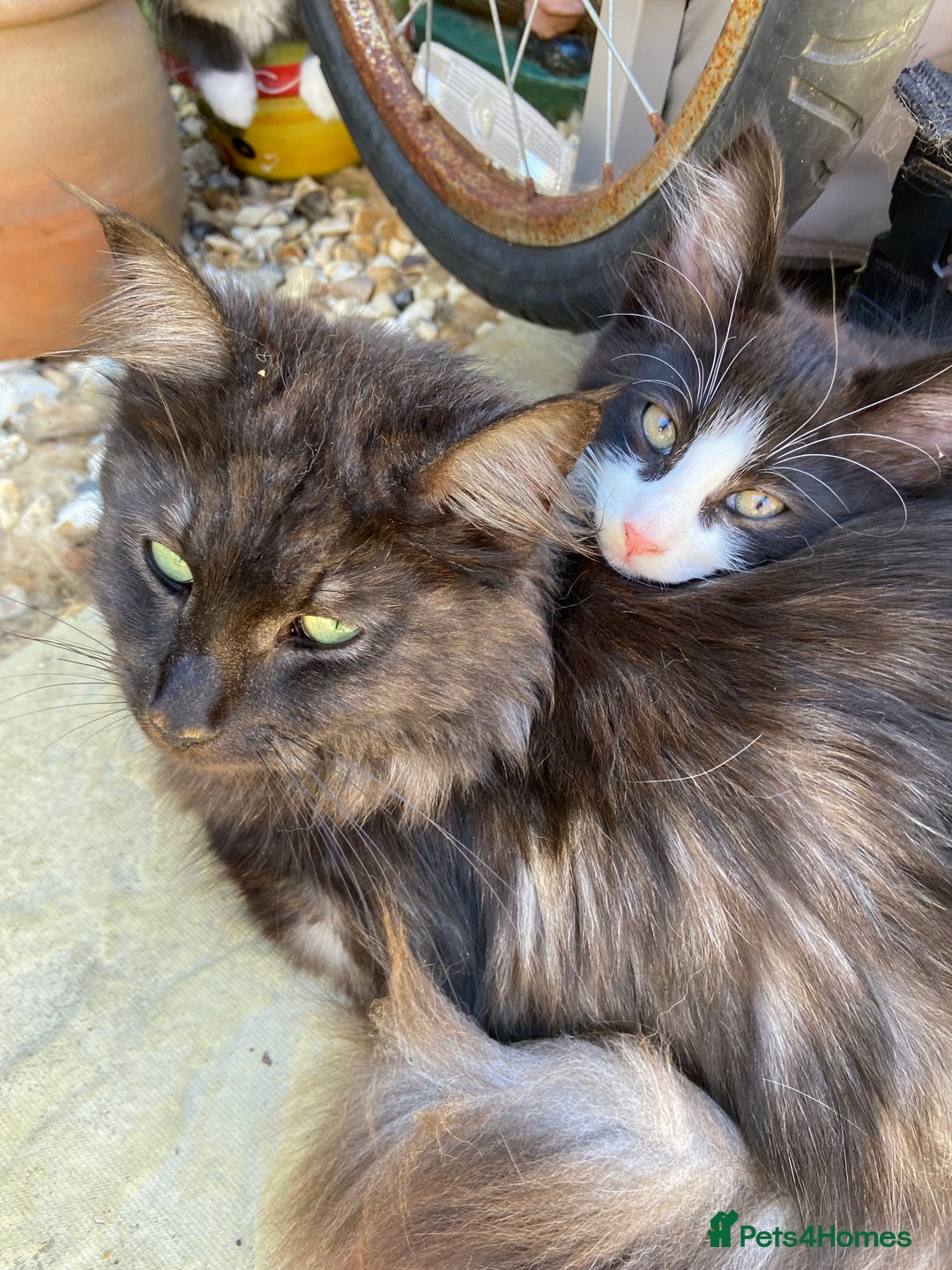 Norwegian Forest Cat cats for sale: Norwegian Forest X BSH - Image 8