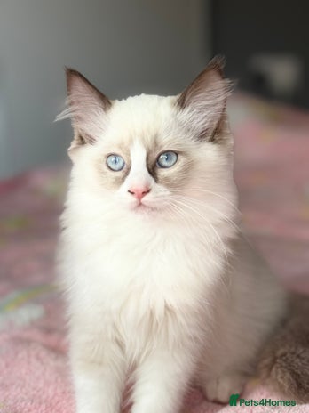 Ragdoll cats - Advert 6