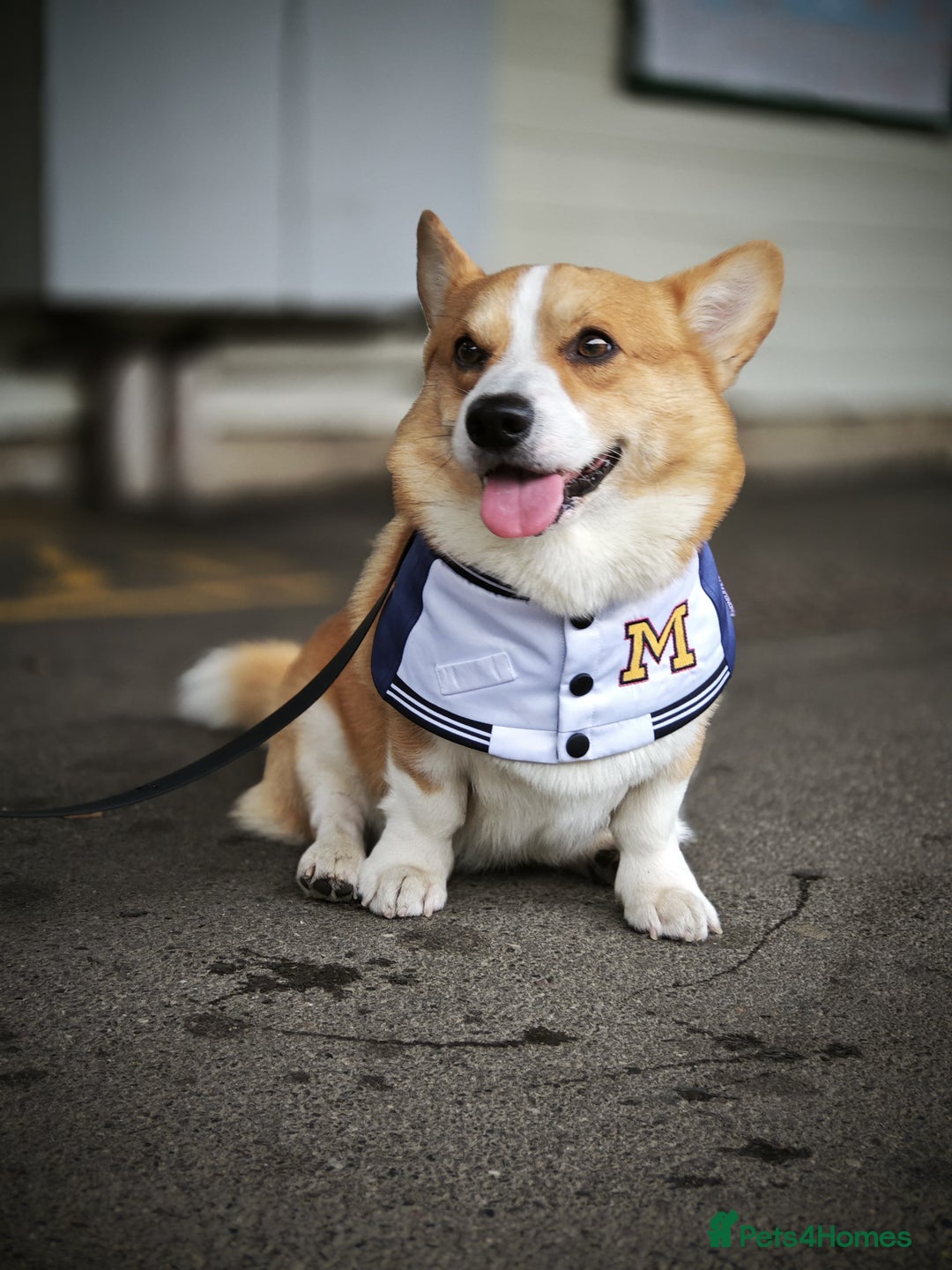 Welsh Corgi Pembroke dogs for stud: KC reg Welsh Pembroke Corgi for stud - Advert 3