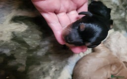 Cavapoo dogs for sale: F2 Cavapoo Gorgeous Babies!  - Image 8