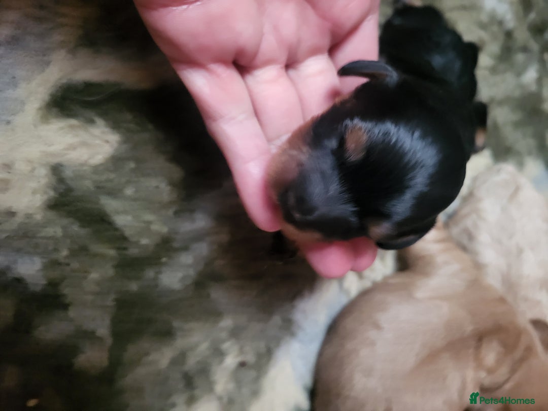 Cavapoo dogs for sale: F2 Cavapoo Gorgeous Babies!  - Image 8