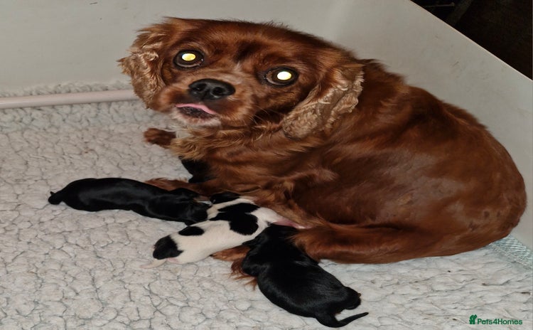 Cavalier King Charles Spaniel dogs - Advert 10