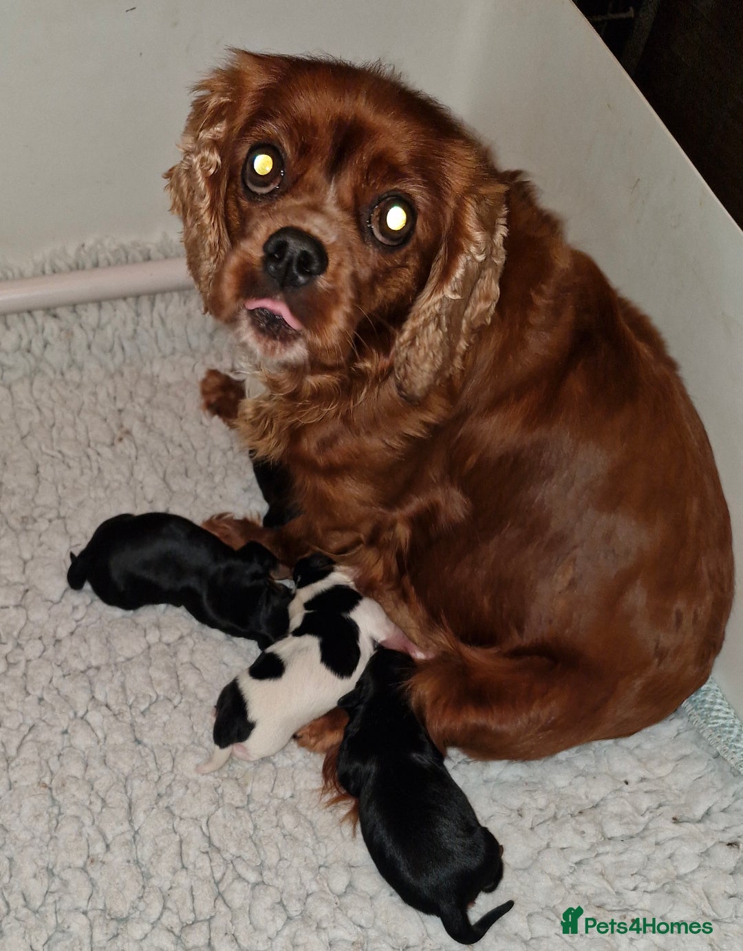 Cavalier King Charles Spaniel dogs for sale: KC Cavalier King Charles ÐNA tested parents  - Image 1
