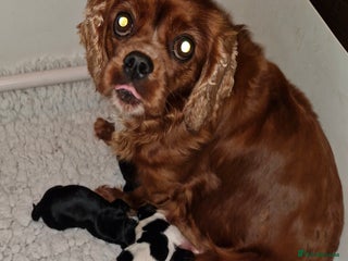 Cavalier King Charles Spaniel dogs - Advert 4