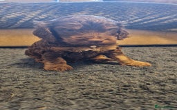 Cockapoo dogs for sale: 3 Beautiful F1B Cockapoo's left  in Brighouse - Image 30