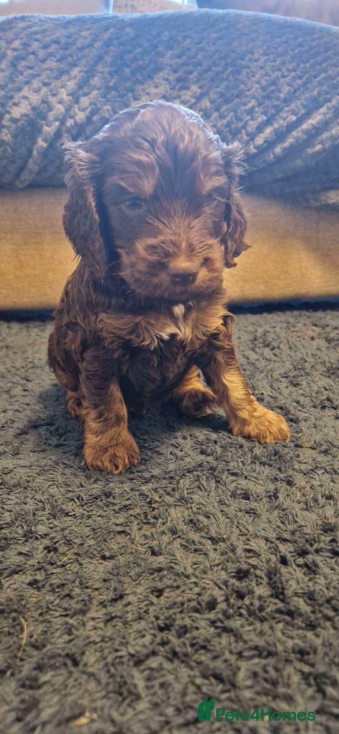 Cockapoo dogs for sale: 3 Beautiful F1B Cockapoo's left  in Brighouse - Image 30
