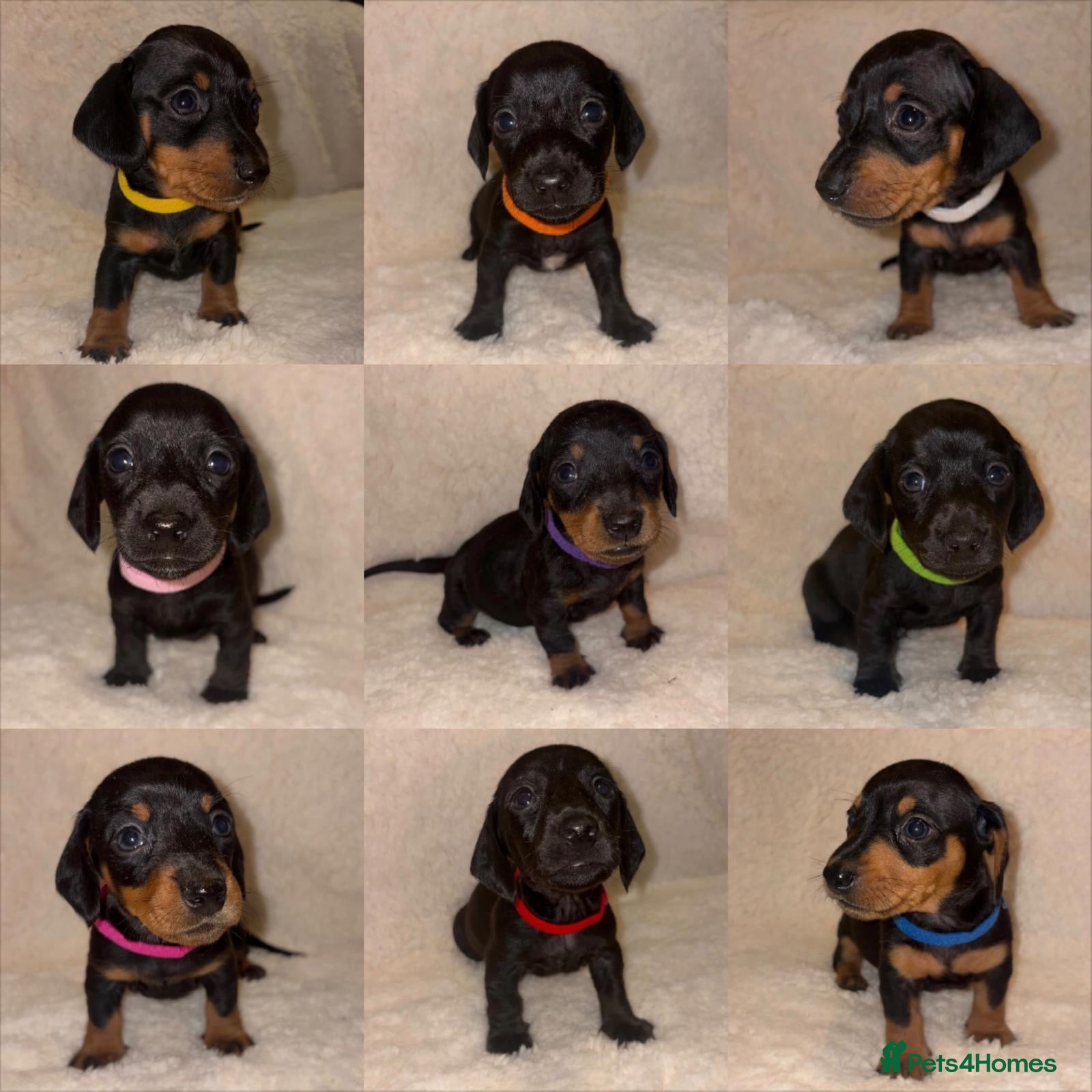 Miniature Dachshund dogs KC Miniature Dachshund Puppies - Advert 1
