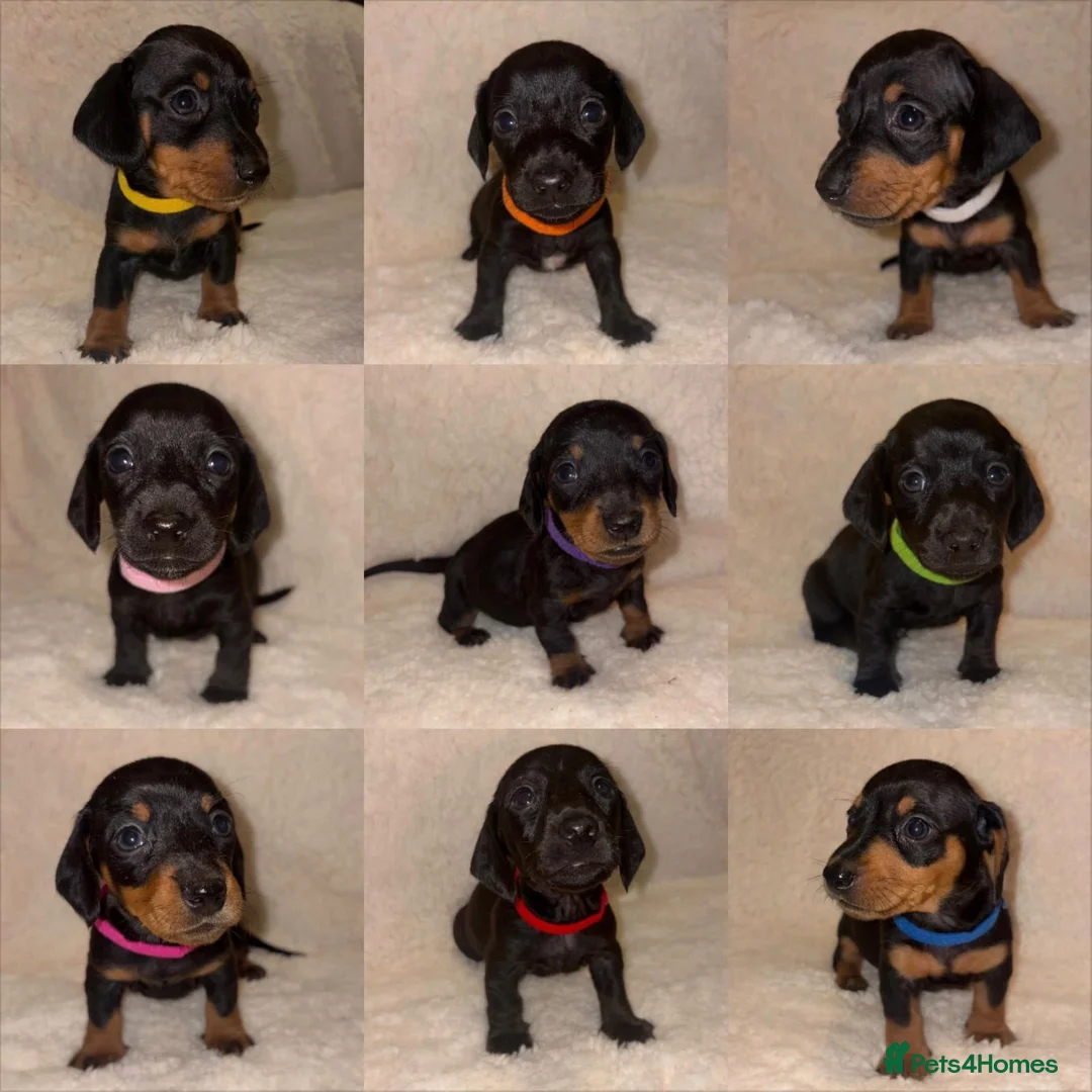 Miniature Dachshund dogs for sale: KC Miniature Dachshund Puppies - Advert 1