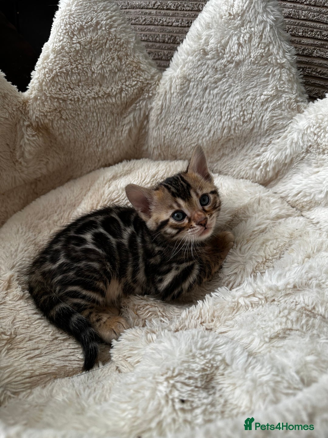 Bengal cats for sale: TICA registered bengal kittens available! - Advert 9