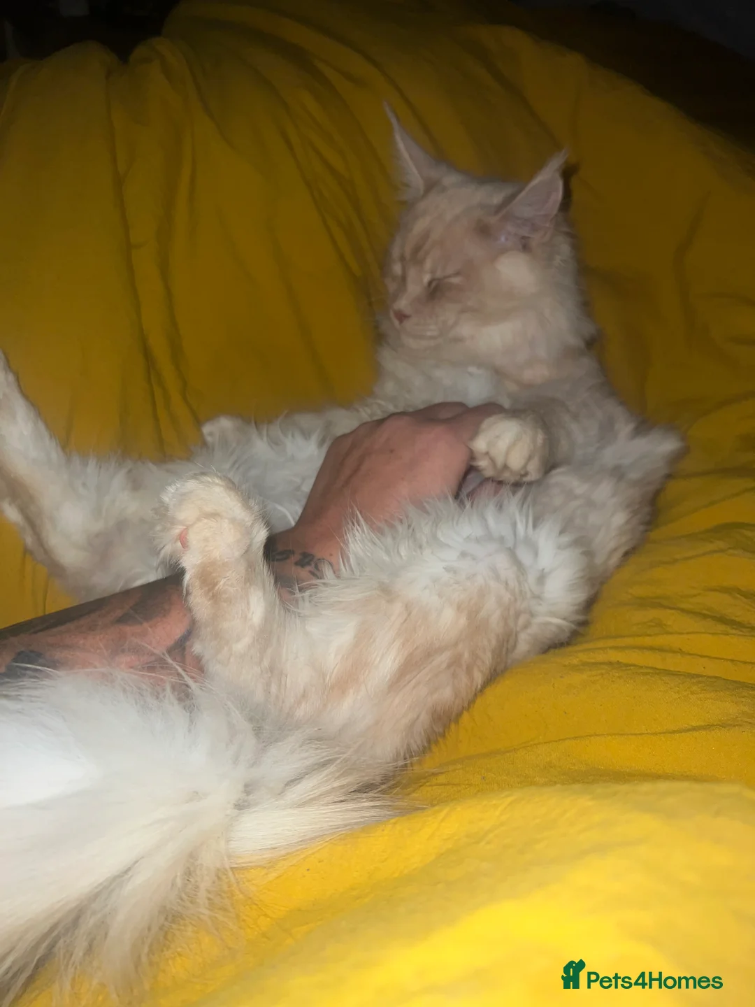 Maine Coon cats for sale: Active tica cream smoke female, no litters  - Advert 2
