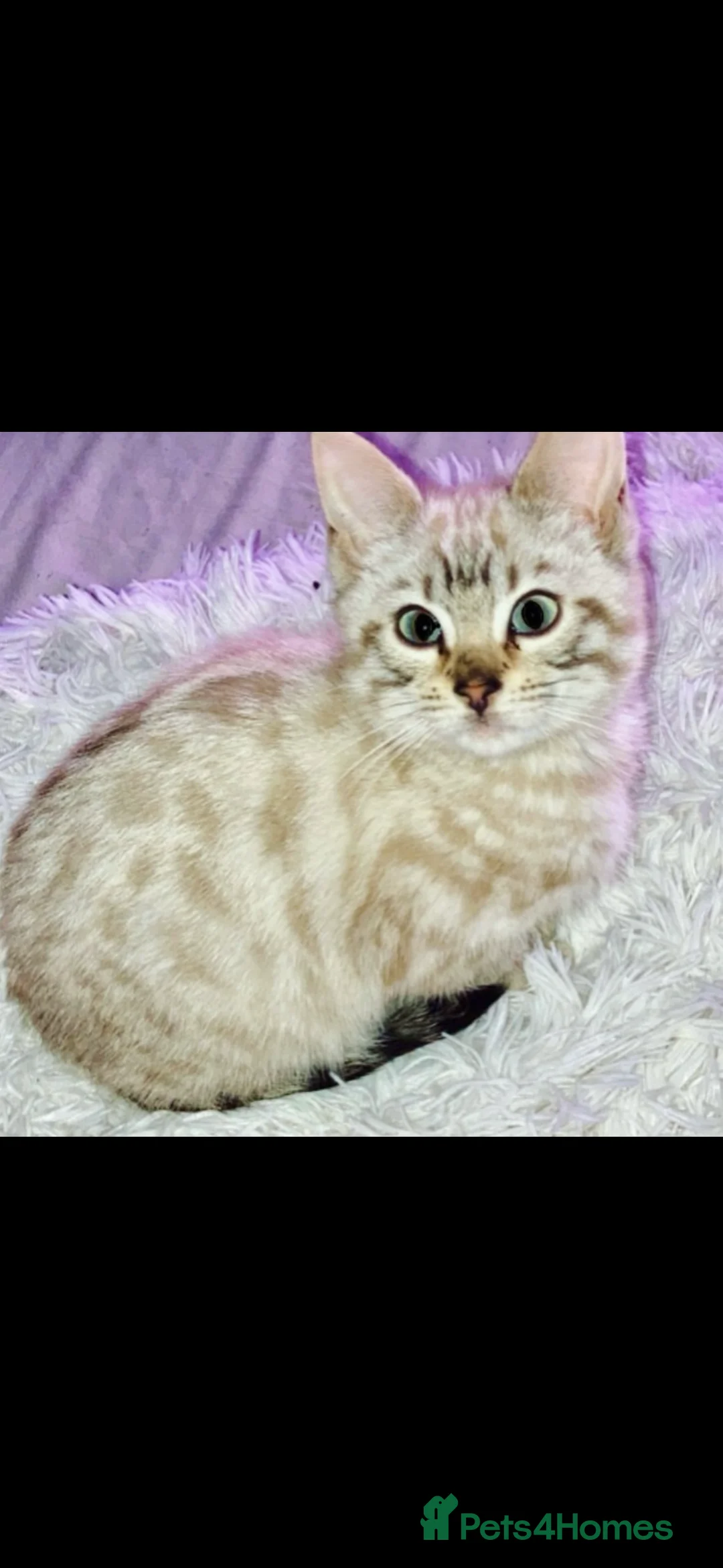 Bengal cats for sale: Stunning snow Bengal boy  - Advert 2
