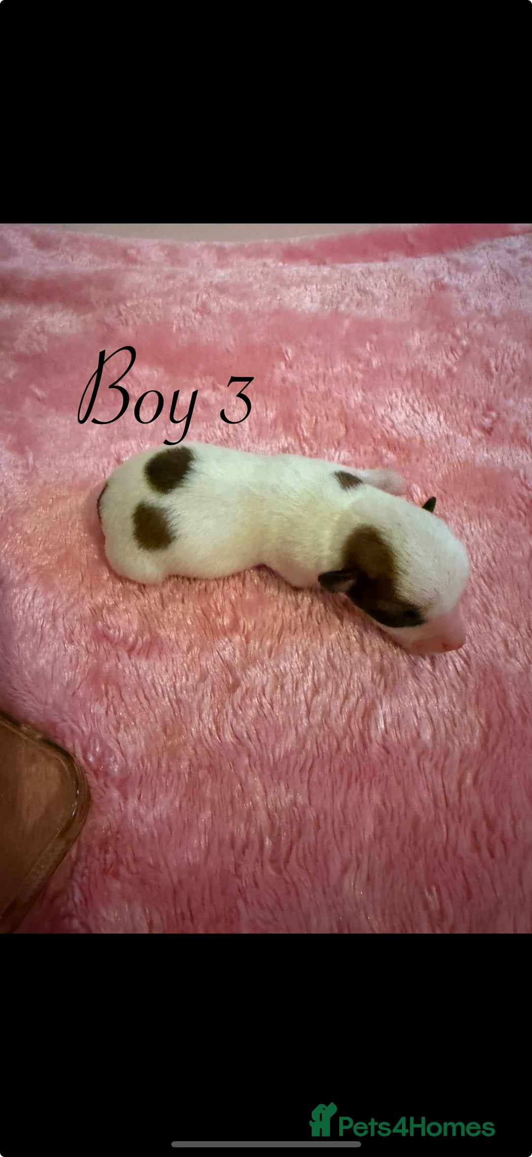 Chihuahua dogs for sale: Beautiful Chihuahua puppy’s  - Image 8