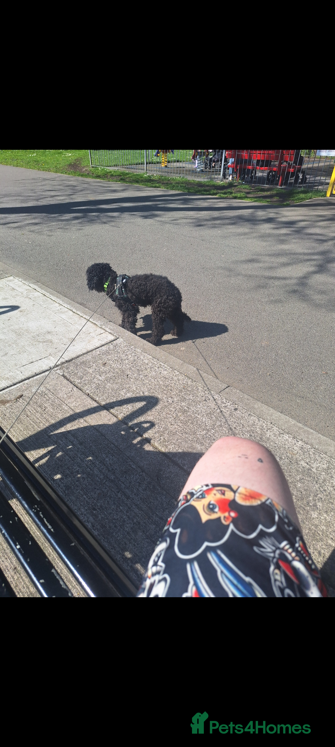 Poochon dogs for sale: 2 year old poochon boy in need of forever home  - Image 11