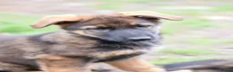 German Shepherd dogs for sale: Shorthaired German Shepherd  - Advert 16