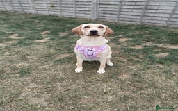 Labrador Retriever dogs for sale: Shelby 1 Year old Yellow Labrador  - Image 2