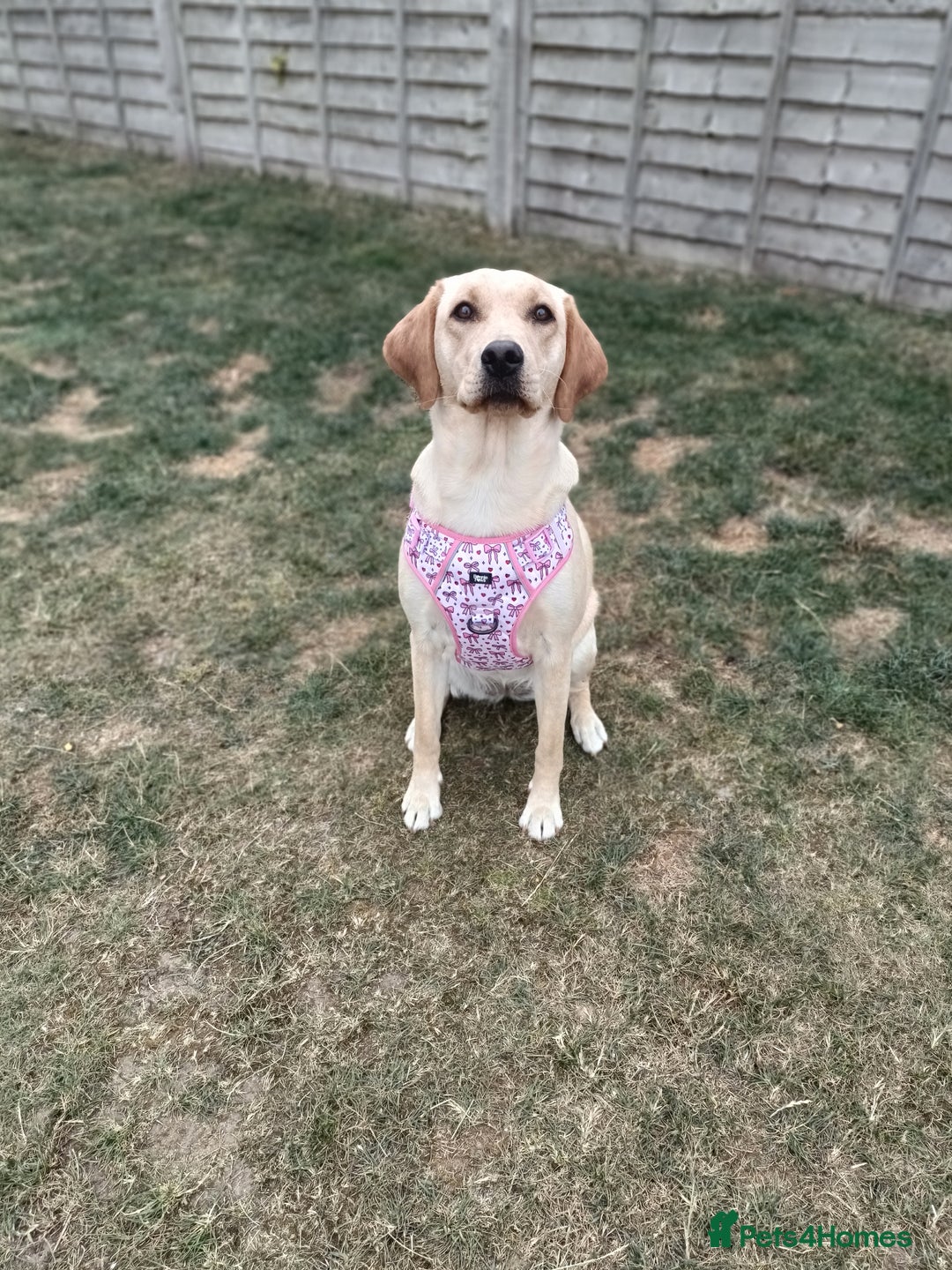 Labrador Retriever dogs for sale: Shelby 1 Year old Yellow Labrador  - Image 2