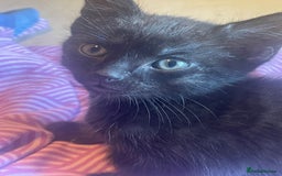 Mixed Breed cats for sale: 5 playful short haired black kittens - Image 2