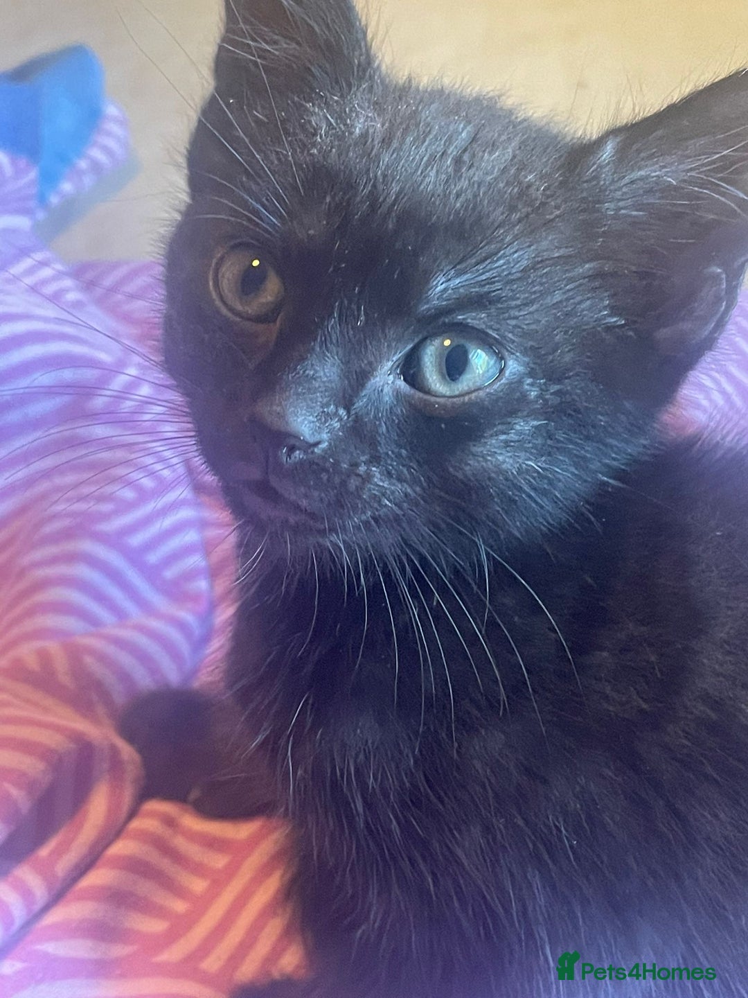 Mixed Breed cats for sale: 5 playful short haired black kittens - Image 2
