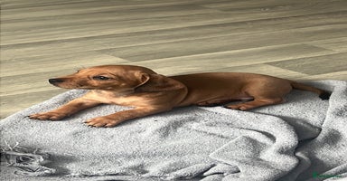 Mixed Breed dogs in West Malling - Advert 12