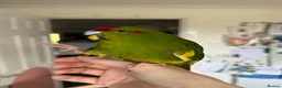 Parrots birds for sale: Female kakariki  in Redruth - Advert 1