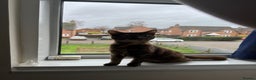 Mixed Breed cats for sale: Female tortoiseshell  - Advert 1