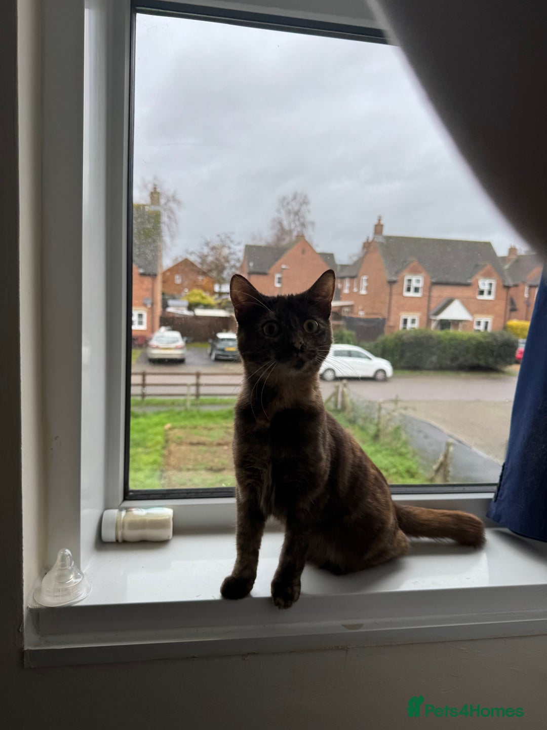 Mixed Breed cats for sale: Female tortoiseshell  - Advert 1